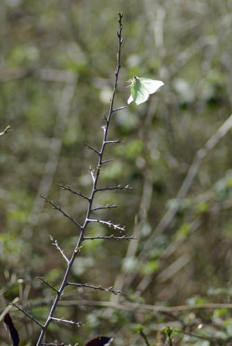 Gonepteryx rhamni